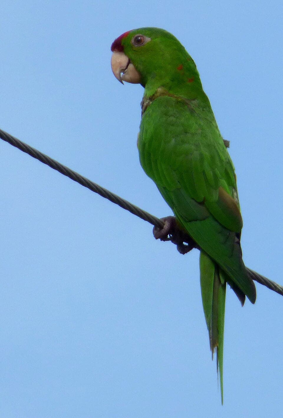 Wagler’s Conure, reference photo