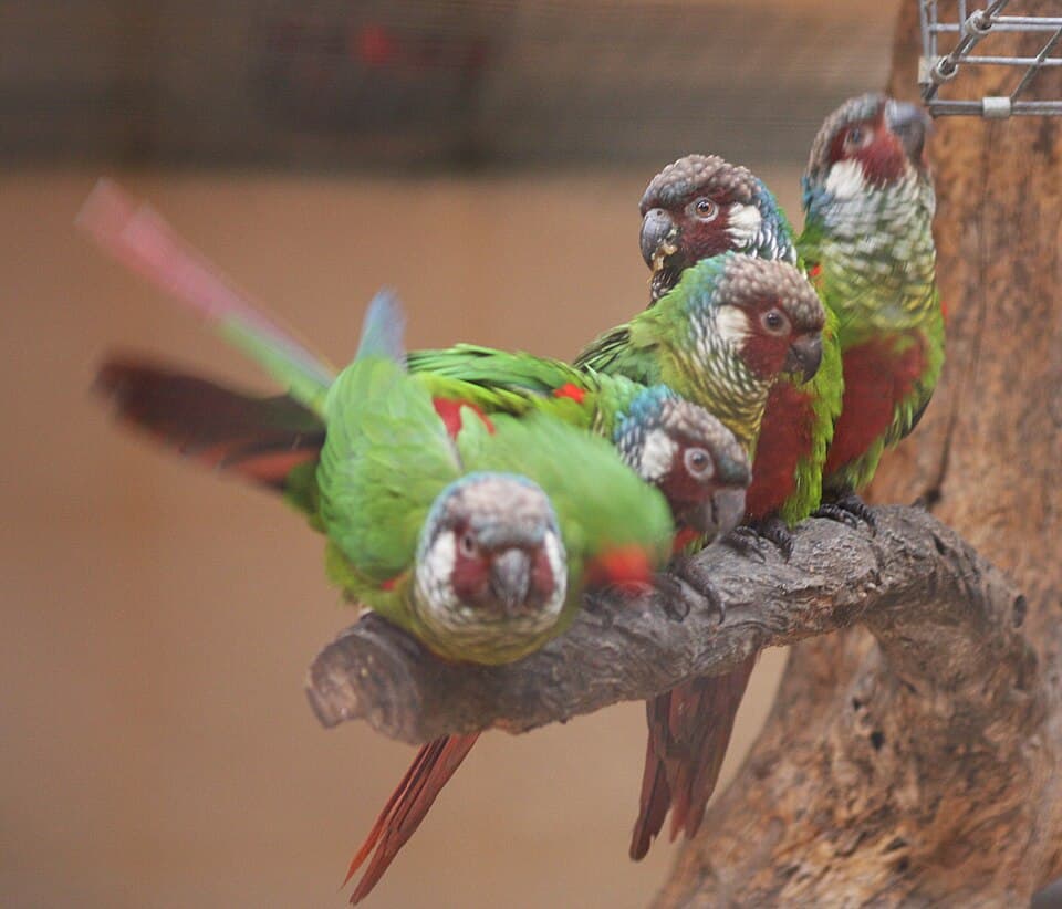 White-eared Conure, reference photo