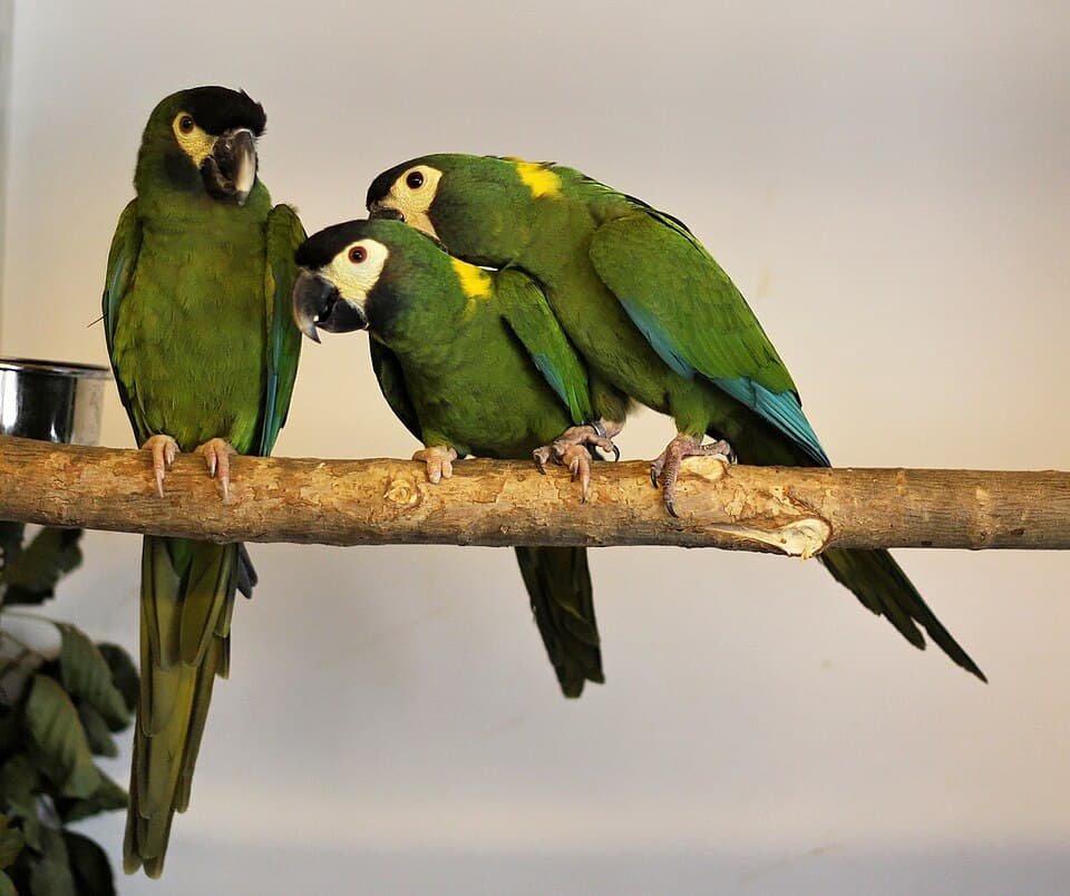 Yellow-collared Macaw, reference photo