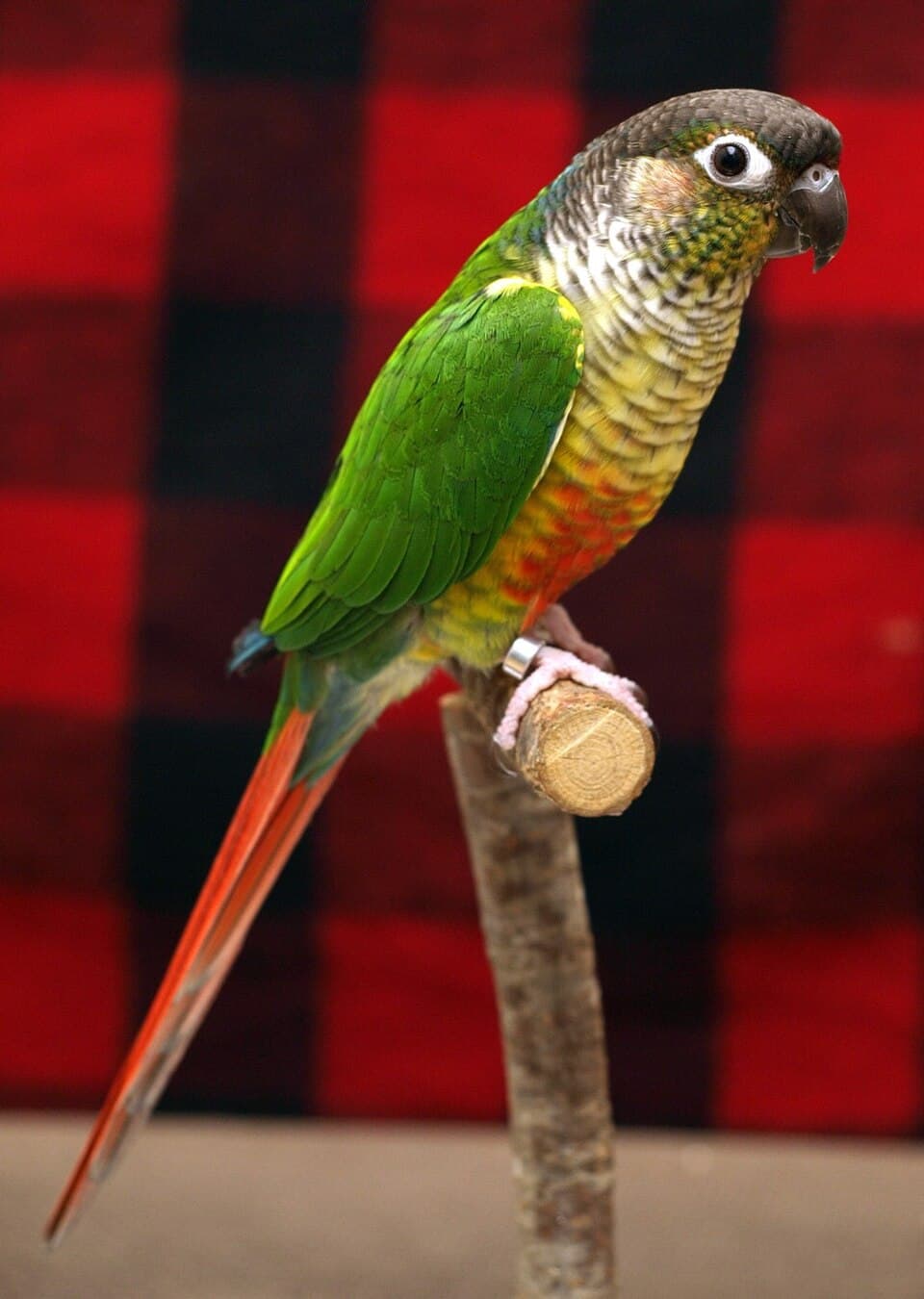 Yellow-sided Conure, reference photo