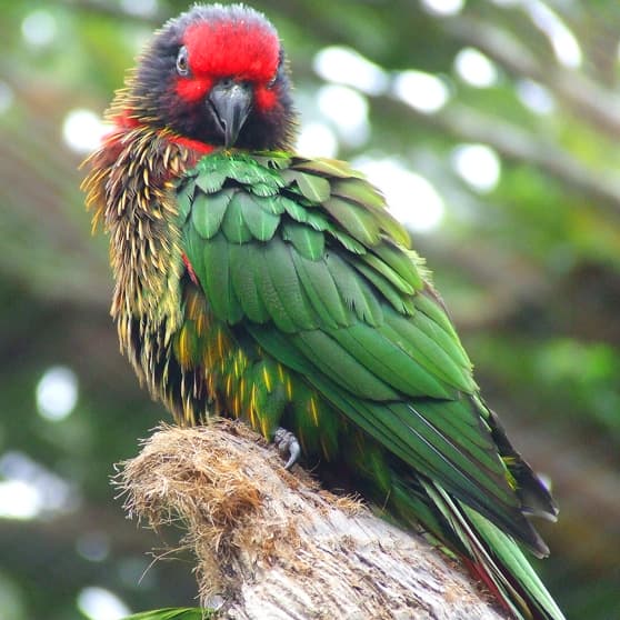 Yellow-streaked Lory, reference photo
