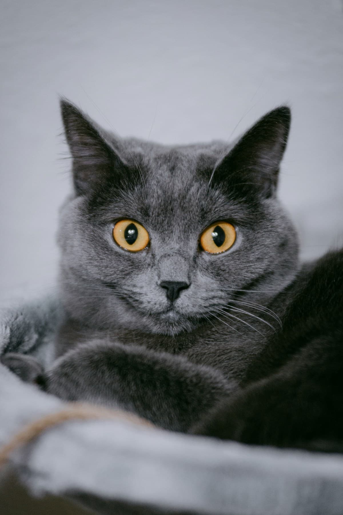 British shorthair cat