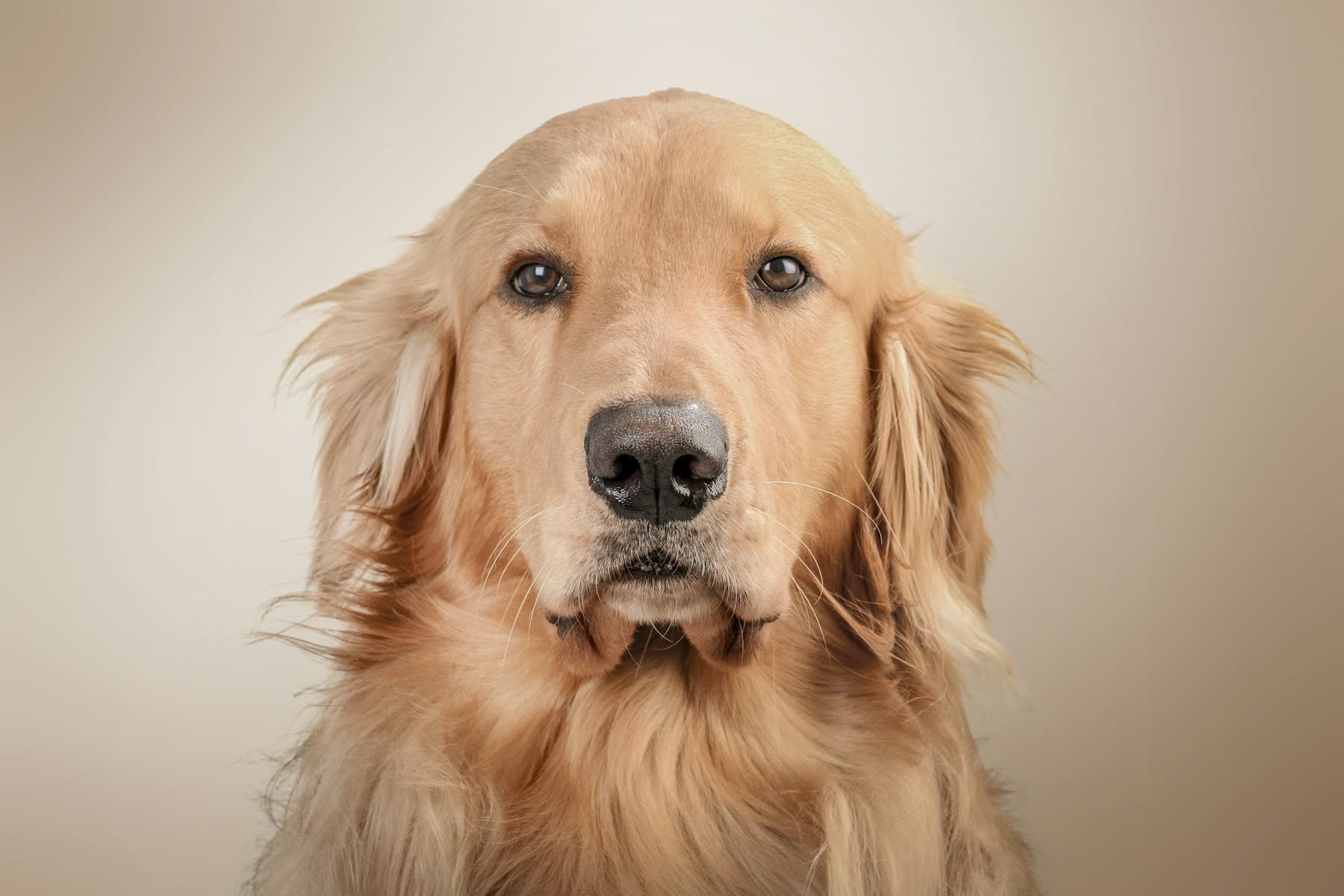 Golden retriever enjoying time outdoors