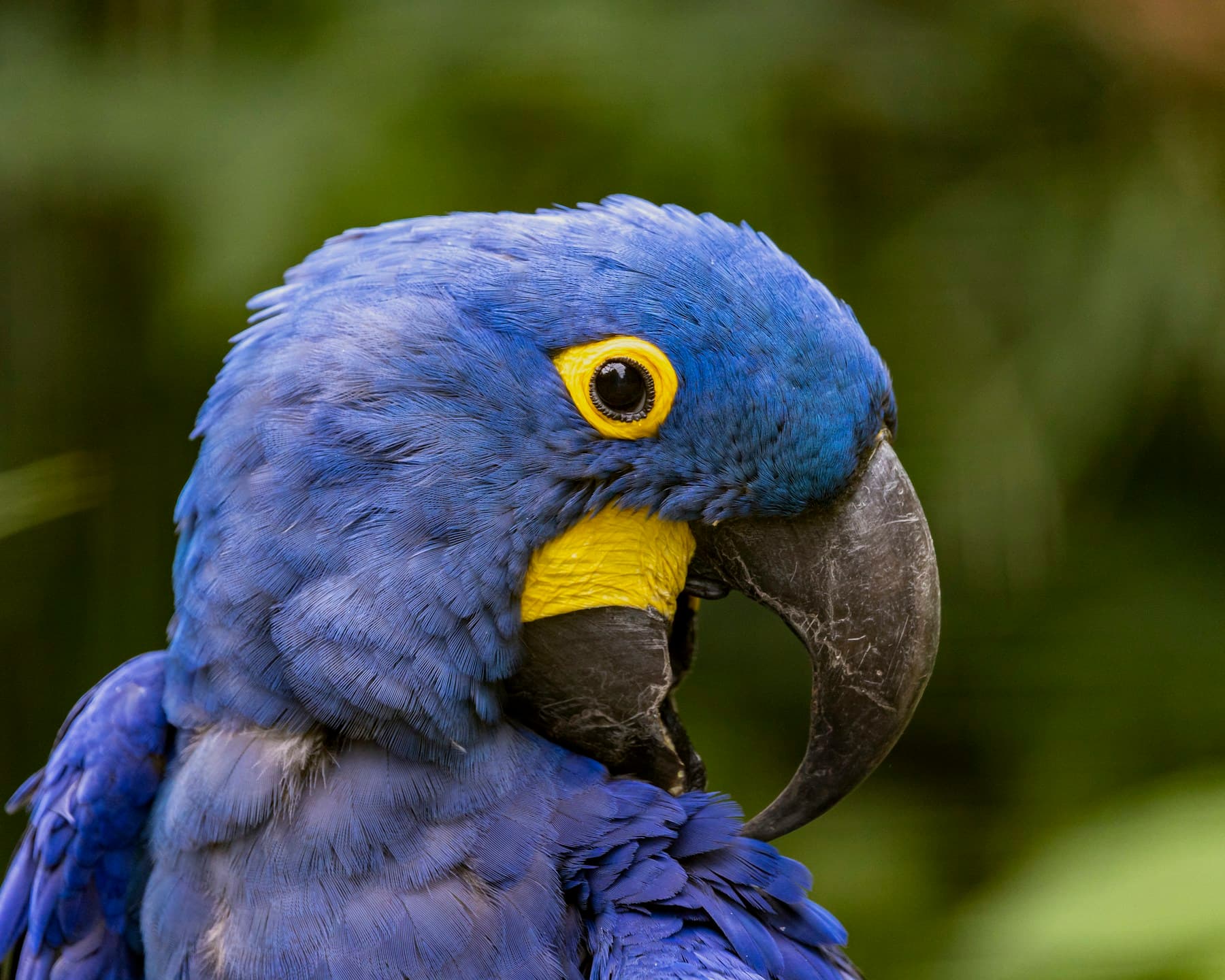 Hyacinth macaw with vivid blue feathers and a golden-yellow eye ring