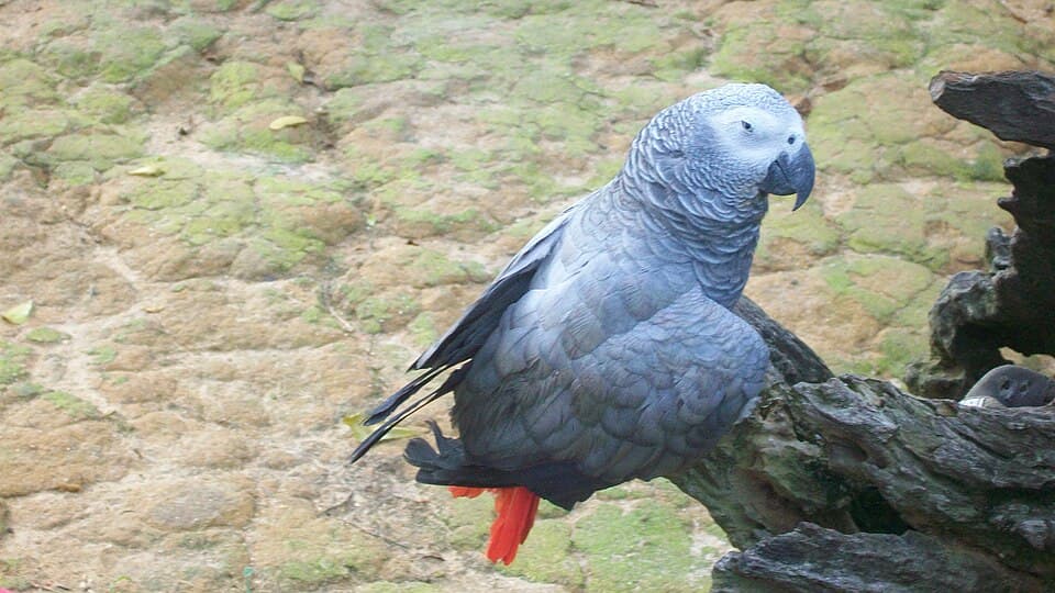 الببغاء الرمادي الأفريقي، صورة مرجعية