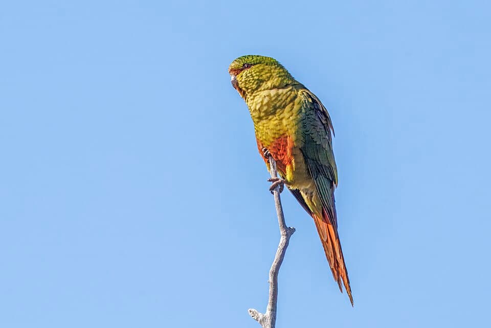 Austral Conure, reference photo