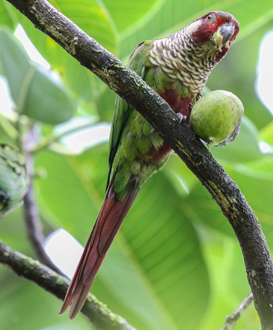 Azuero Conure, reference photo