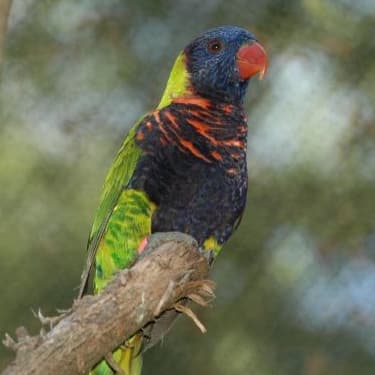 Biak Lorikeet, reference photo