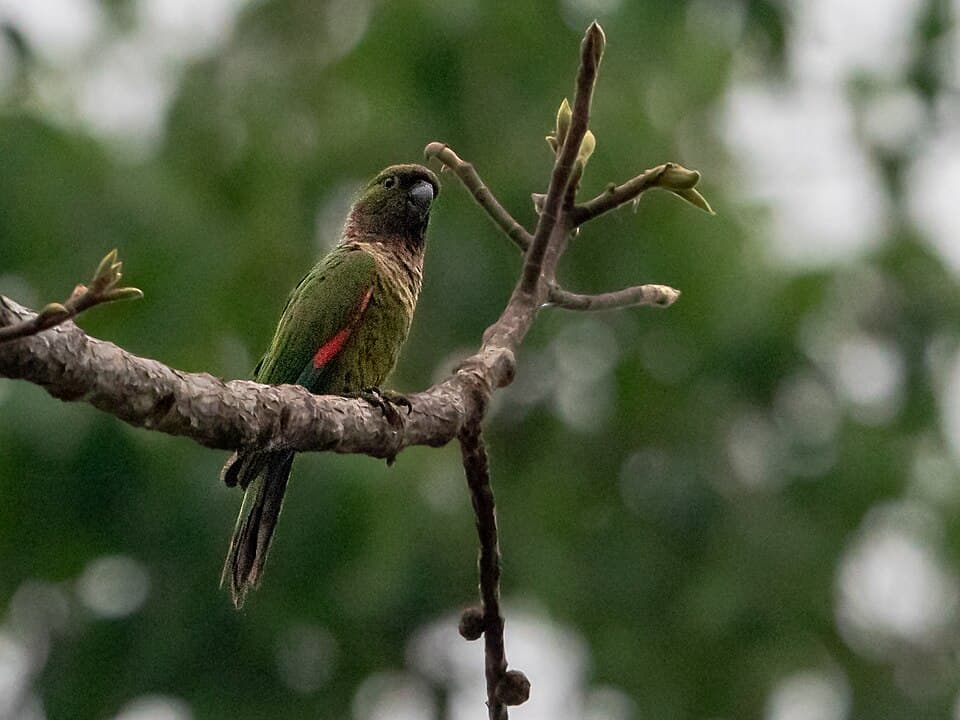 Black-capped Conure, reference photo
