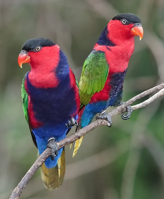Black-capped Lory, reference photo