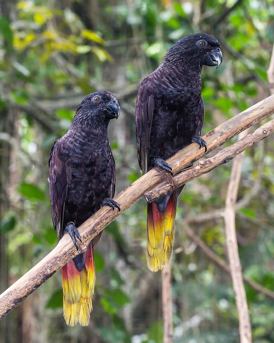 Black Lory, reference photo