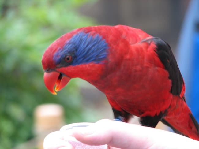 Black-winged Lory, reference photo