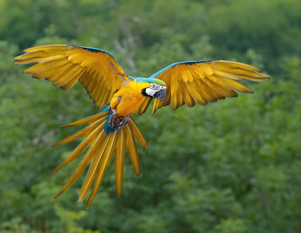 Blue-and-yellow Macaw, reference photo