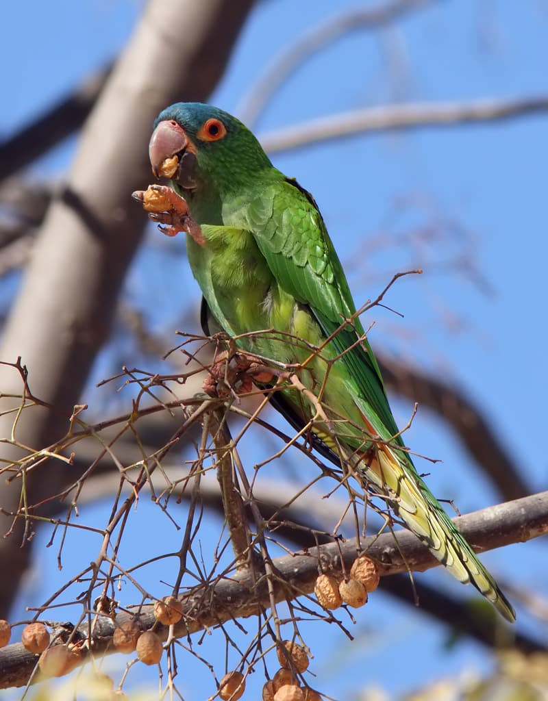 Blue-crowned Conure, reference photo