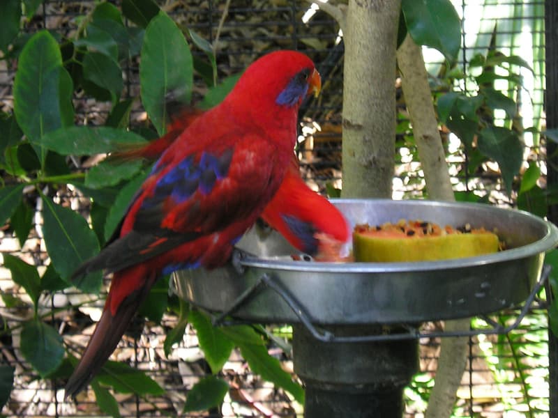 Blue-eared Lory, reference photo