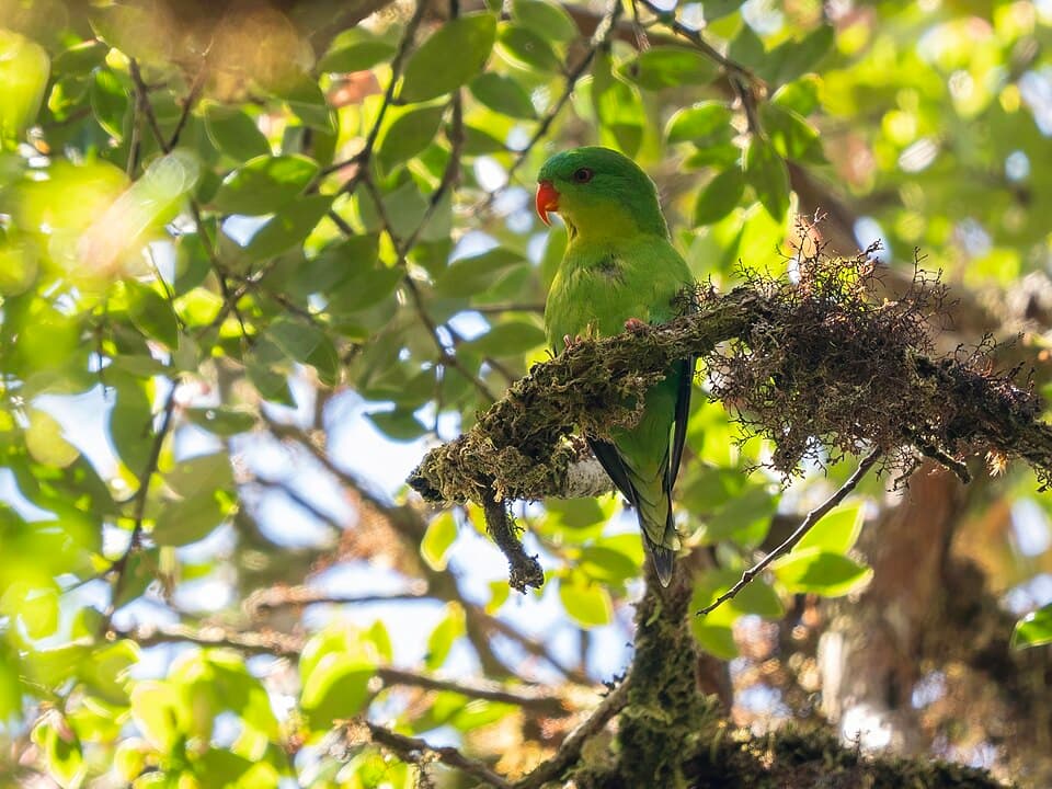 Blue-fronted Lorikeet, reference photo