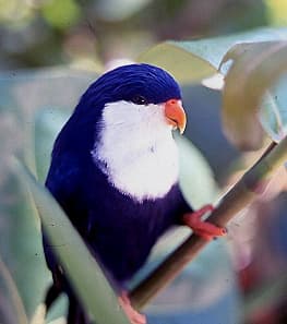 Blue Lorikeet, reference photo