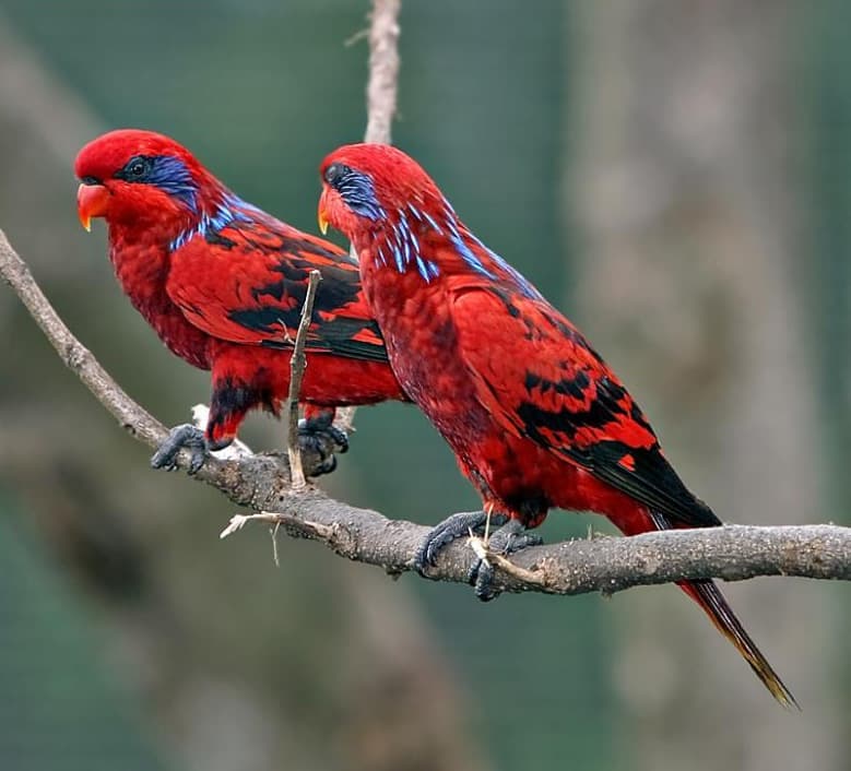 Blue-streaked Lory, reference photo