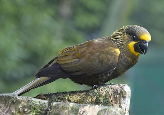 Brown Lory, reference photo