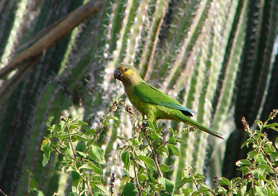 Brown-throated Conure, reference photo