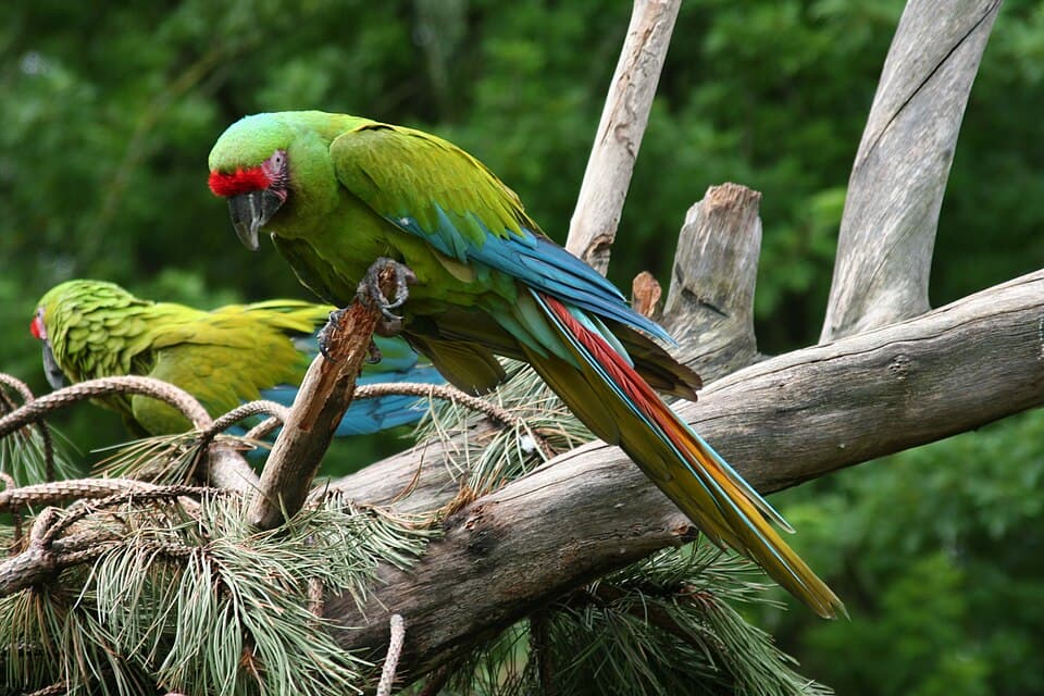 Buffon’s Macaw, reference photo